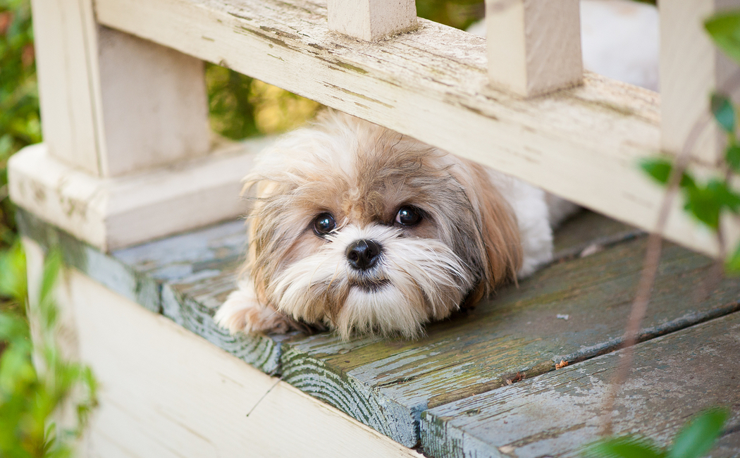 Shade For Dogs & Pets Las Vegas Pet Shade Solutions